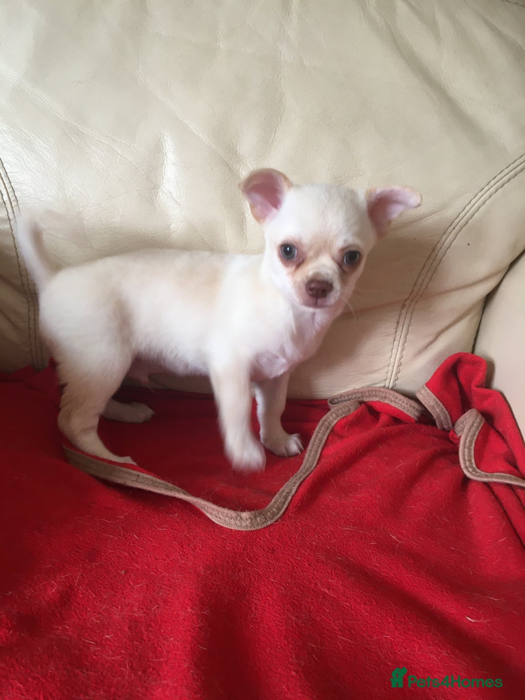 Chihuahua dogs for sale: Two stunning white chihuahuas - Image 10