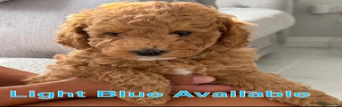 Labradoodle 4