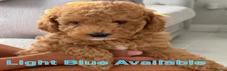 Labradoodle dogs for sale: Extensively DNA  ToY/mini labradoodle parents DNA  - Advert 22