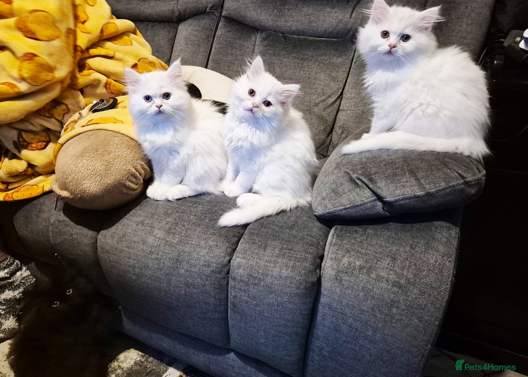 Mixed Breed cats for sale: Persian X Ragdoll Kittens Ready For Forever Homes! - Advert 3
