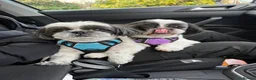 Shih Tzu dogs for sale: Black and white girl shitzu in Blackpool - Advert 7