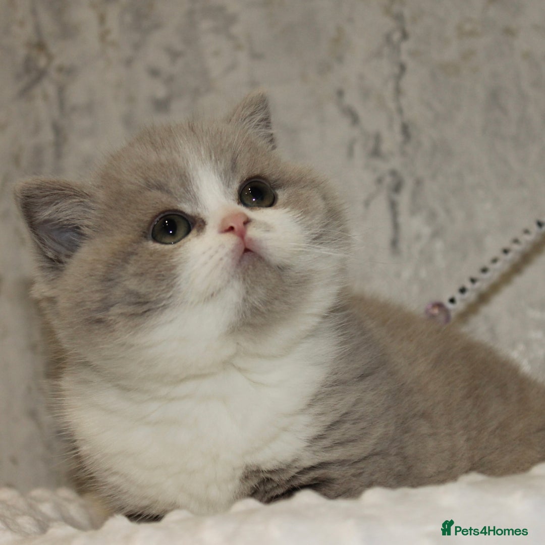 British Shorthair cats for sale: ✨ Gccf Champion Parents. Lilac bi colour male ✨ - Advert 1