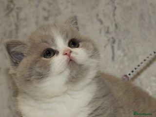 British Shorthair cats ✨ Gccf Champion Parents. Lilac bi colour male ✨ - Advert 8