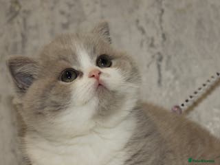 British Shorthair cats ✨ Gccf Champion Parents. Lilac bi colour male ✨ - Advert 23