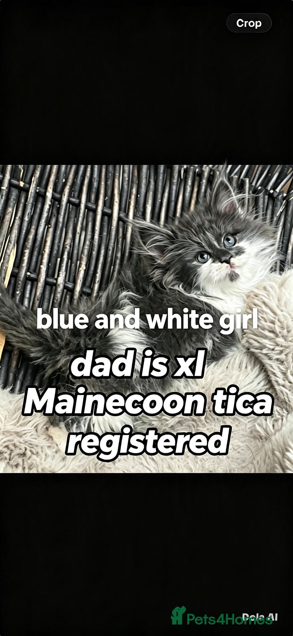 Maine Coon cats Mainecoon babies ready now rare chocolate brown - Advert 16