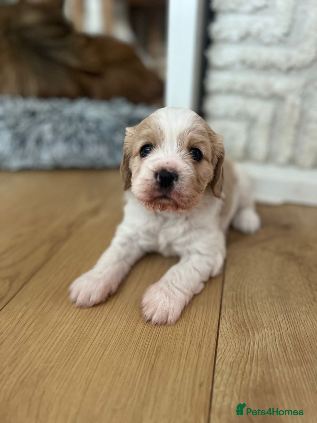 Mixed Breed dogs for sale: Cavapoo girl Ready for forever home - Advert 34