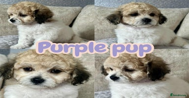 Mixed Breed dogs - Advert 6