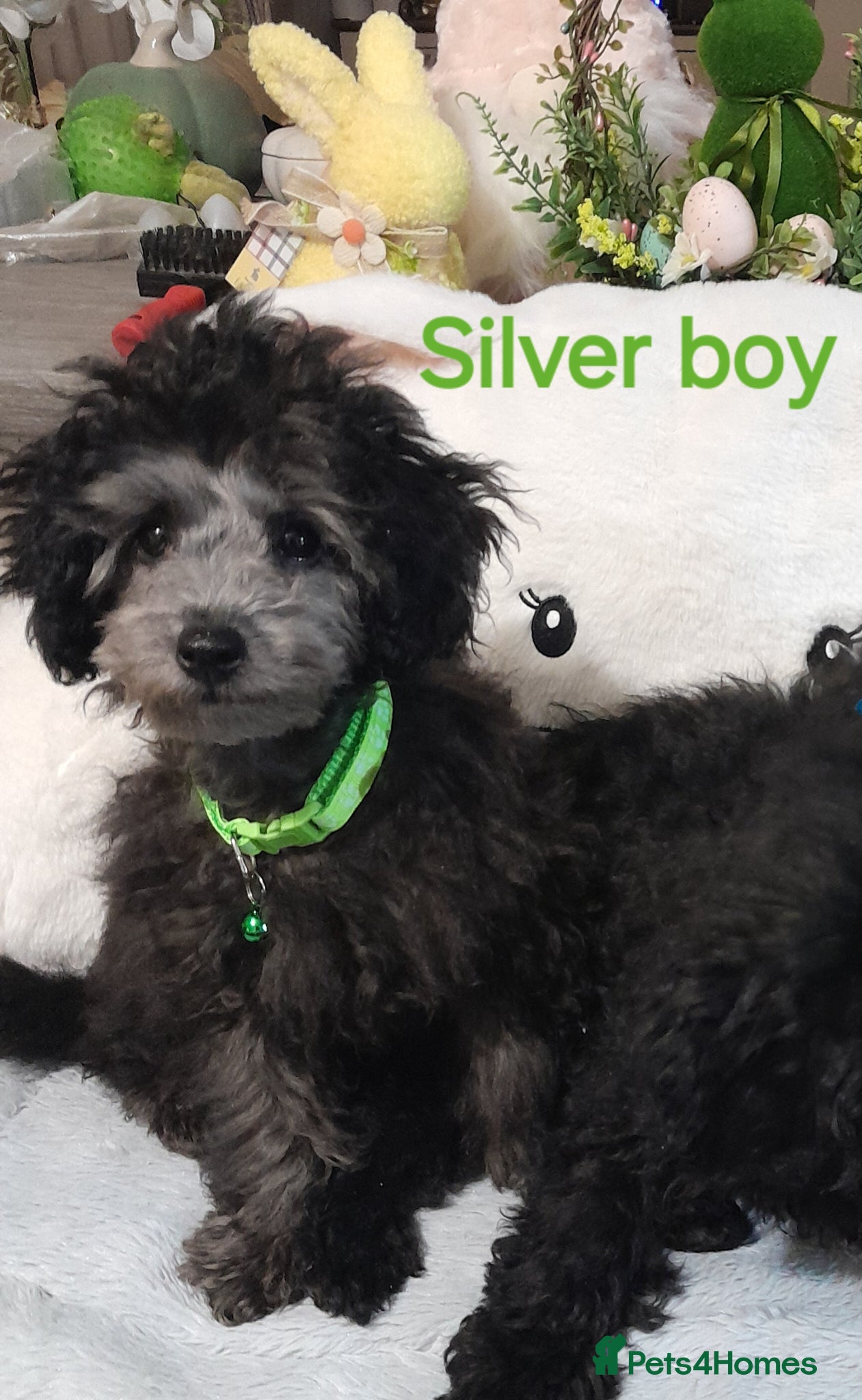 Toy Poodle dogs *KC 11 WKS FULL PEDIGREE SILVER/BLACK TOY POODLES - Advert 6