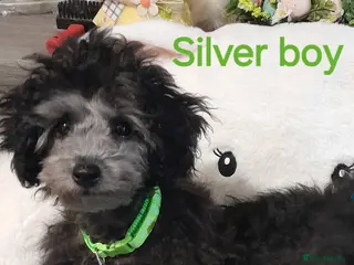 Toy Poodle dogs *KC 11 WKS FULL PEDIGREE SILVER/BLACK TOY POODLES - Advert 6