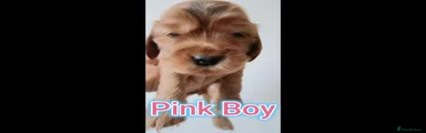 Cocker Spaniel Pink Boy