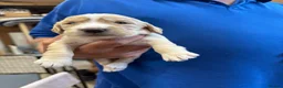 Cocker Spaniel dogs for sale: Cocker spaniel puppies for sale  in Stafford - Advert 18