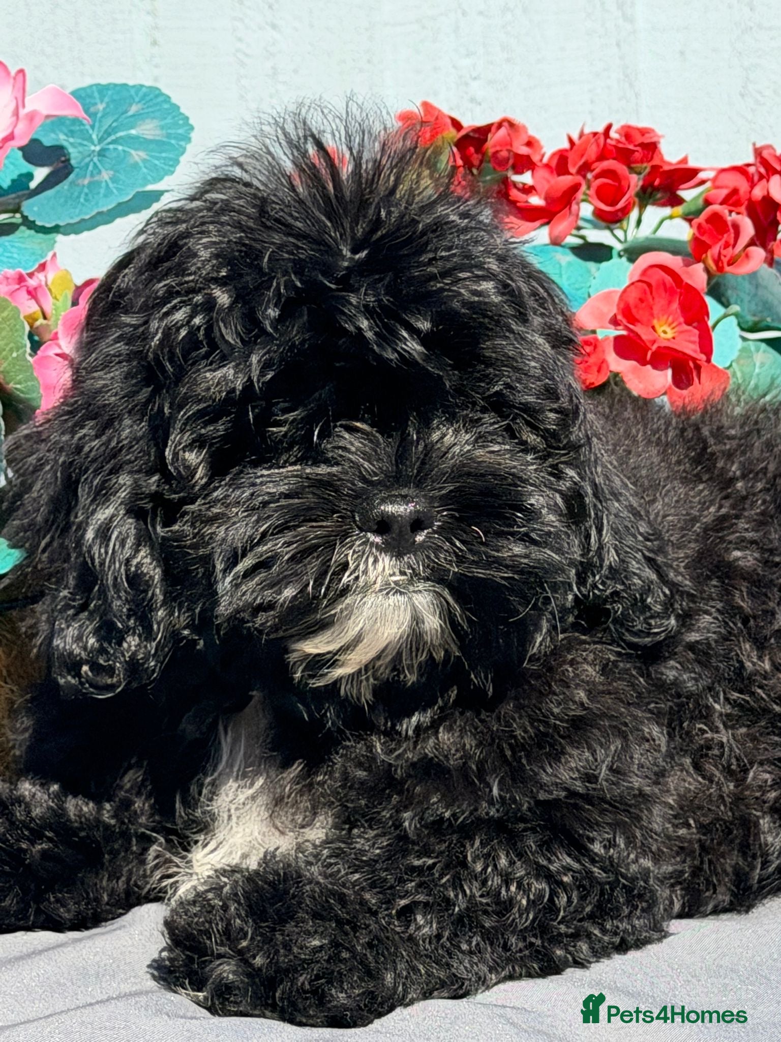 Shihpoo dogs £750 Health Tested,READY TO GO - Advert 1