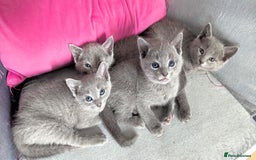Russian Blue cats for sale: Affectionate TICA Registered kittens - Image 8