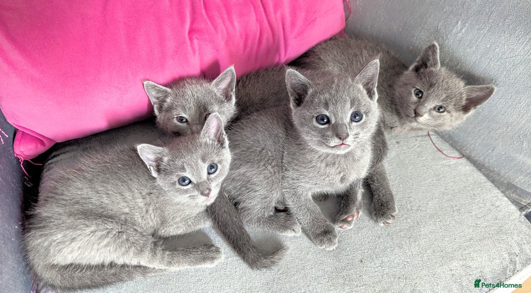 Russian Blue cats for sale: Affectionate TICA Registered kittens - Image 8