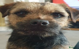 Border Terrier dogs for stud: Border Terrier for Stud - Image 3