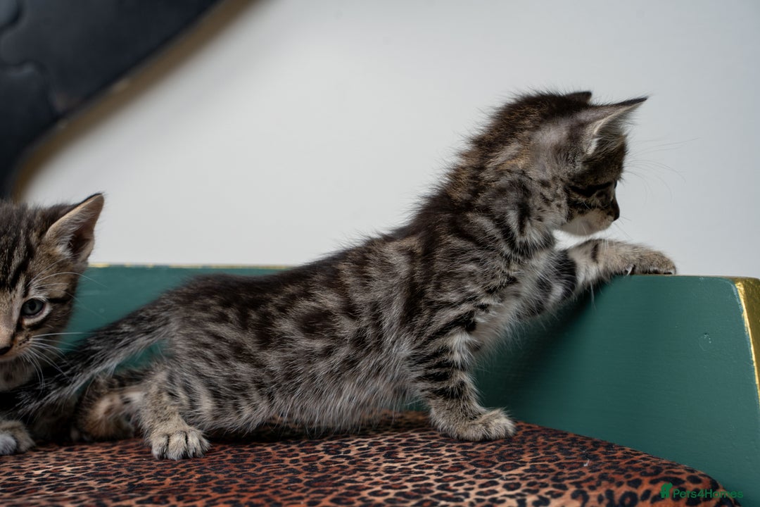 Bengal cats for sale: Gorgeous kittens, Wild-Patterned, Stunning Looks - Image 17