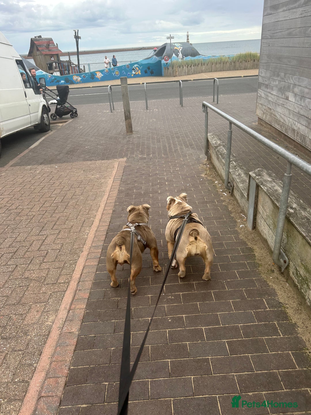 English Bulldog dogs for sale: My English’s bulldog  - Advert 2