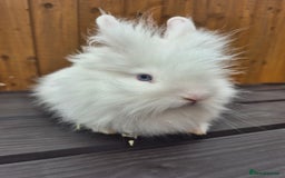 Mini Lion Lop rabbits for sale: 3 Lionlops ready to leave now  - Image 1