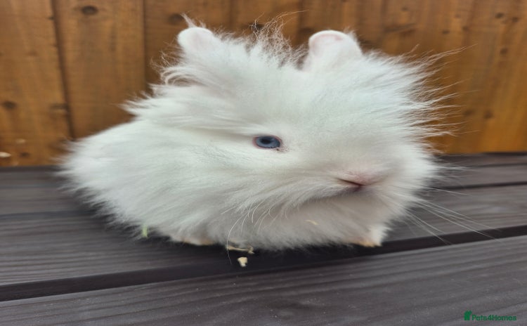 Mini Lion Lop rabbits - Advert 15