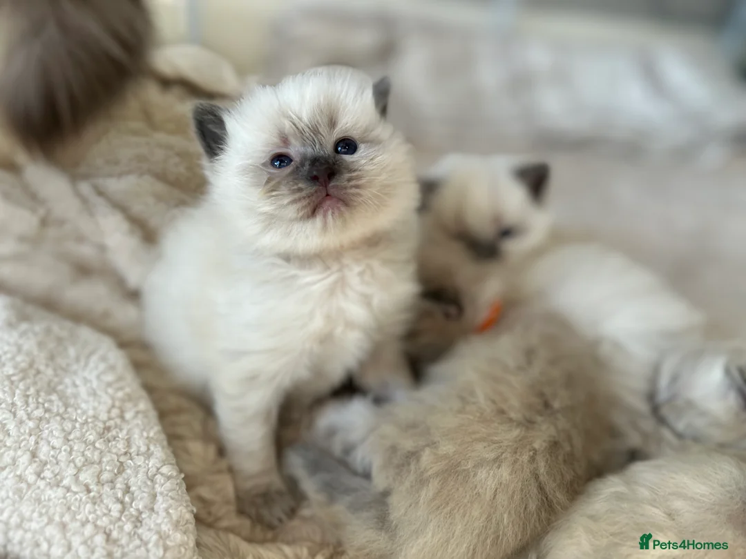 Ragdoll cats for sale: Ragdoll kittens for sale  - Advert 2