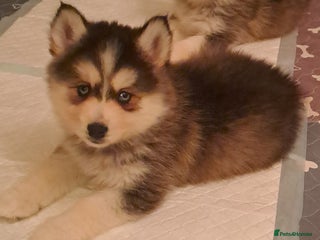 Pomsky dogs Stunning Blue eyed F4 Pomsky pups - Advert 4