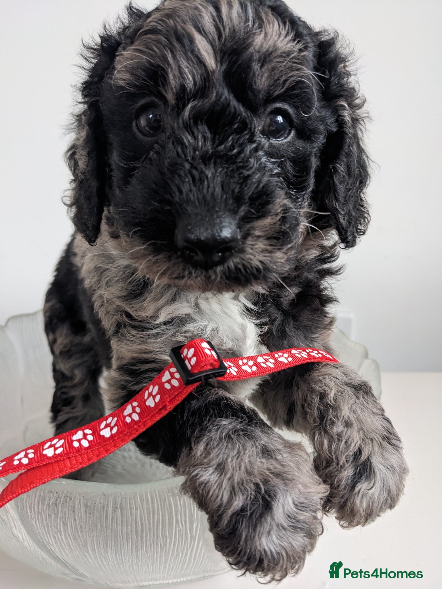 Mini Goldendoodle dogs READY Mini Goldendoodles - Advert 18