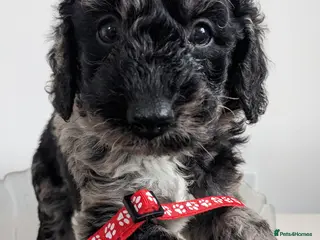 Mini Goldendoodle dogs READY Mini Goldendoodles - Advert 18