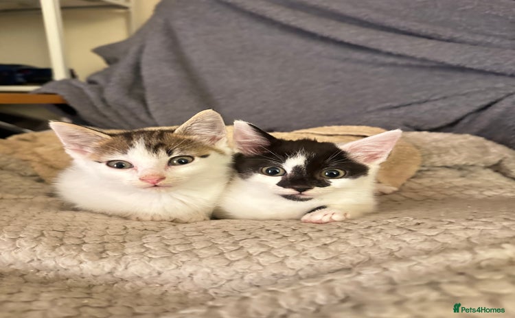 Domestic Shorthair cats - Advert 10