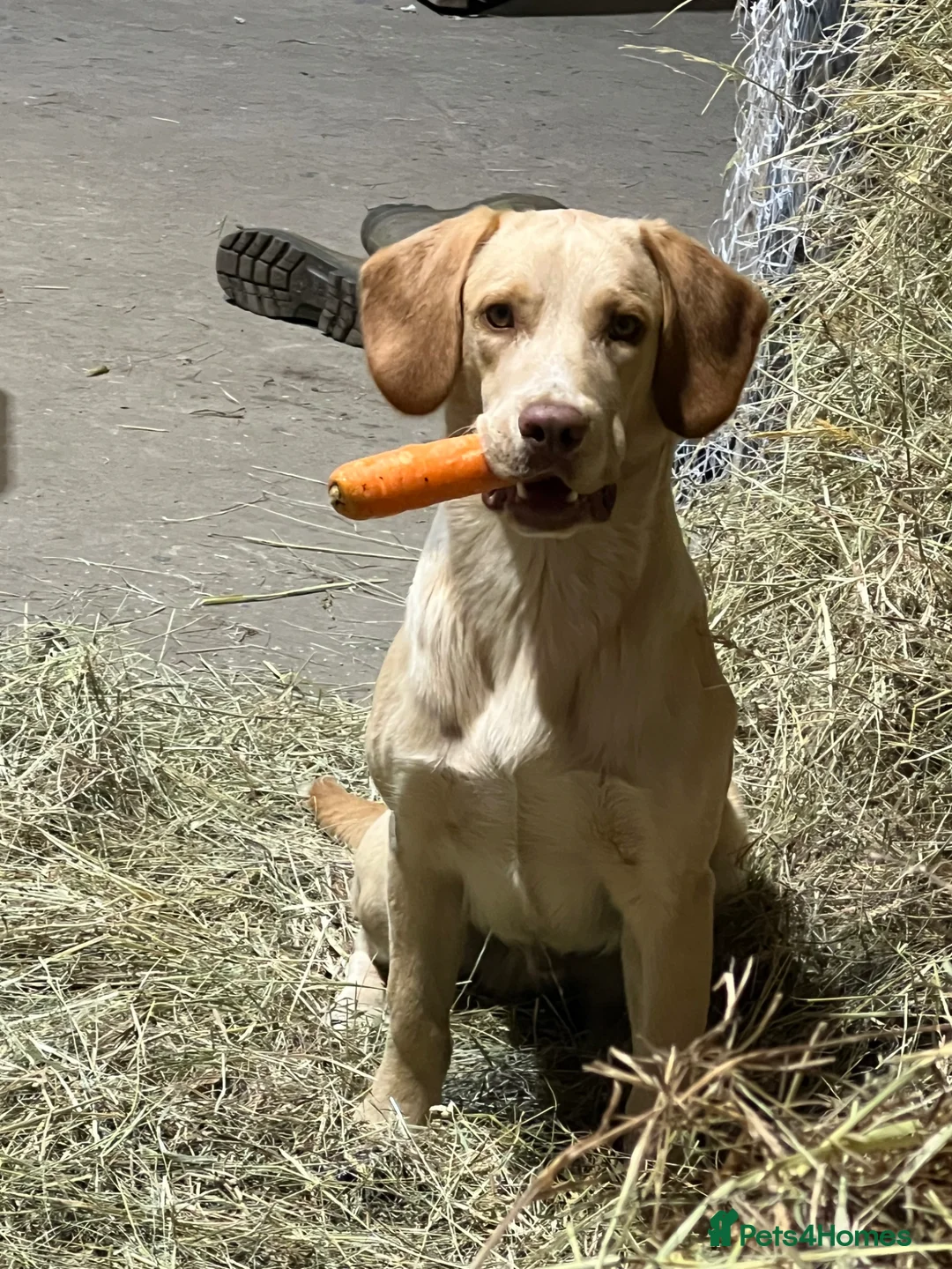 Cockerdor dogs for sale: Gorgeous spanador male  in Bishop Auckland - Advert 11