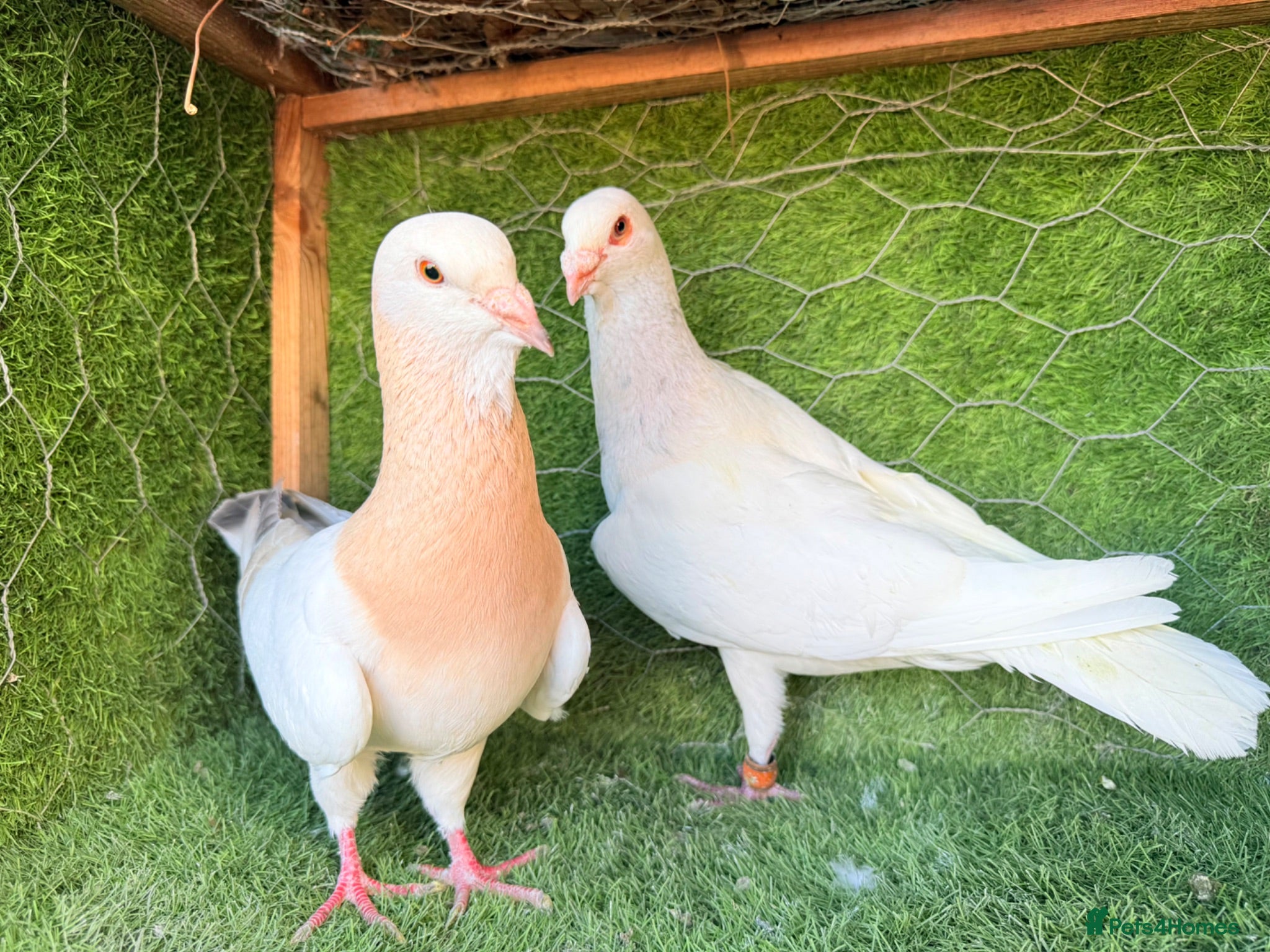 Pigeons birds Premium Breeding Pigeons Top Quality Pairs Availab - Advert 2
