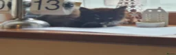 Mixed Breed cats for sale: Beautiful female kitten  - Advert 14