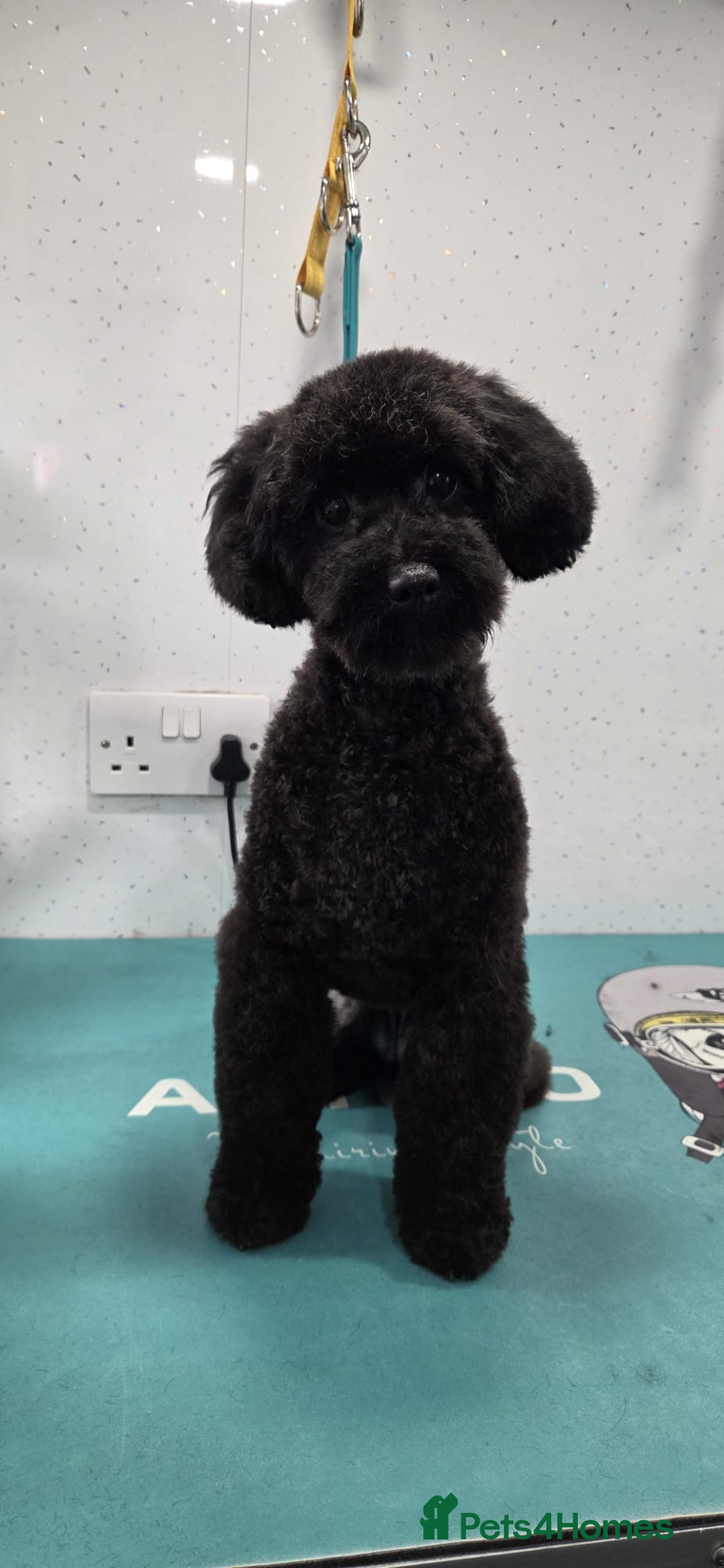 Poodle dogs Miniature/toy all black poodle - Advert 4