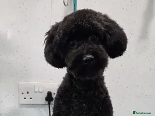 Poodle dogs Miniature/toy all black poodle - Advert 4