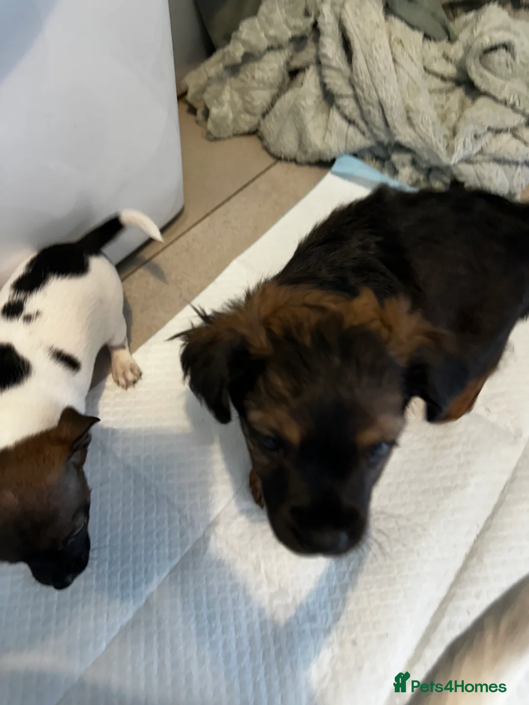 Mixed Breed dogs for sale: French Jacks x 5 - Advert 3