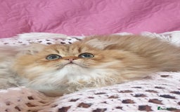 Persian cats for sale: 💖Beautiful Pedigree Chinchilla Persian Kittens. - Advert 14