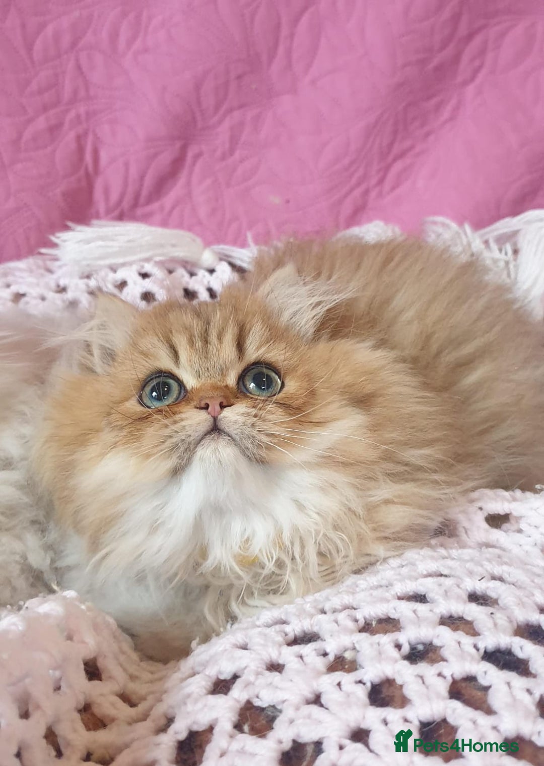 Persian cats for sale: 💖Beautiful Pedigree Chinchilla Persian Kittens. - Advert 14