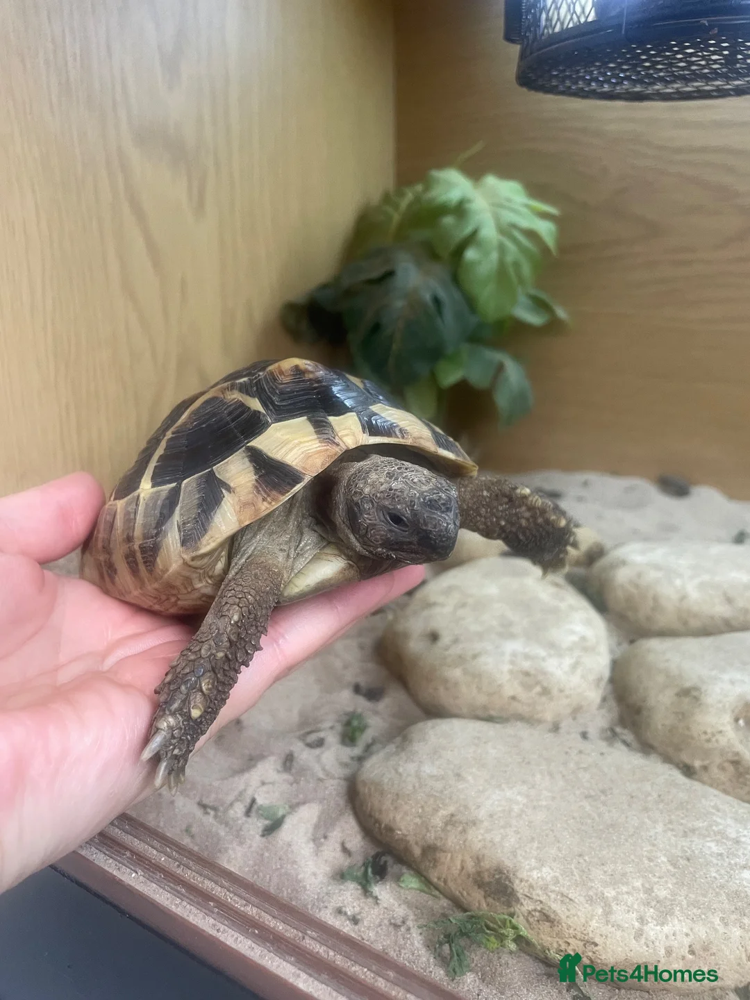 Hermann Tortoise reptiles for sale: Herman Tortoise  in Wingate - Advert 2
