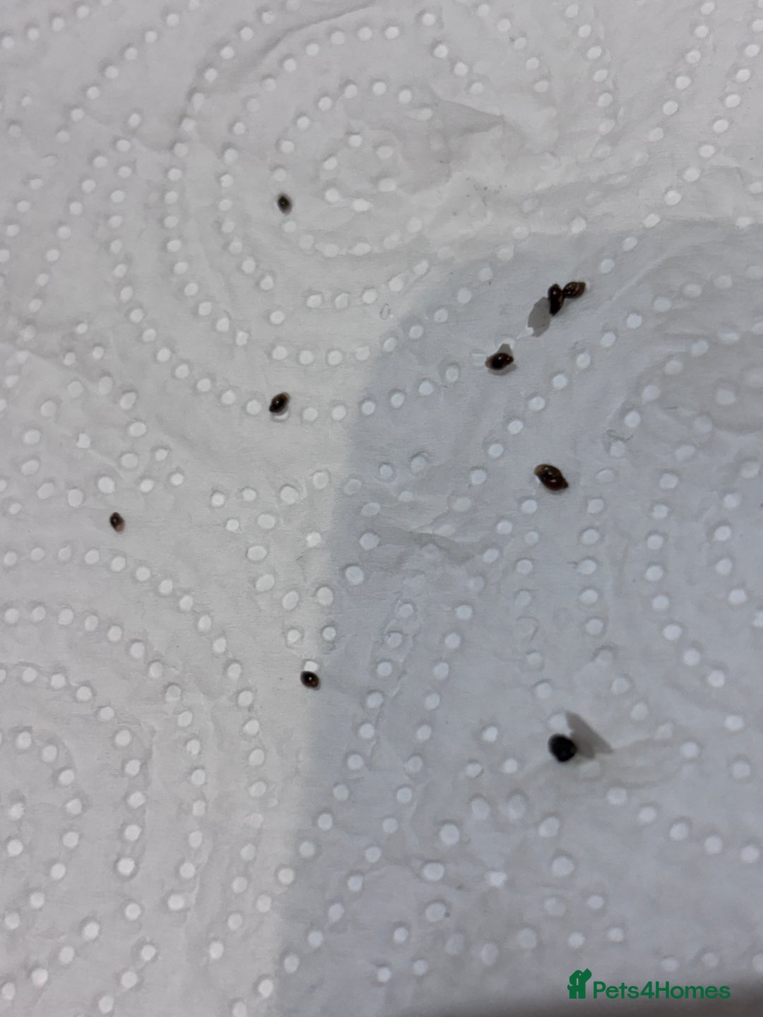 Snails invertebrates for sale: Aquarium snails  - Advert 4