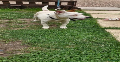 Jack Russell dogs - Advert 2