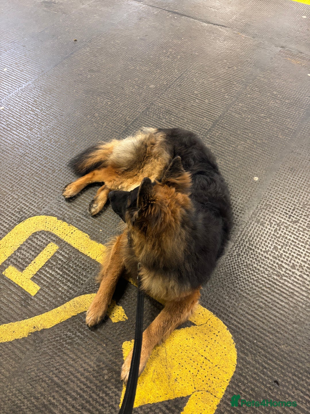 German Shepherd dogs for sale: Rehoming 1 Year Old Male German Shepherd - Advert 6