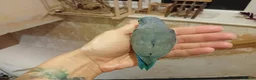 Parrots birds for sale: Parrotlet Male - Advert 7