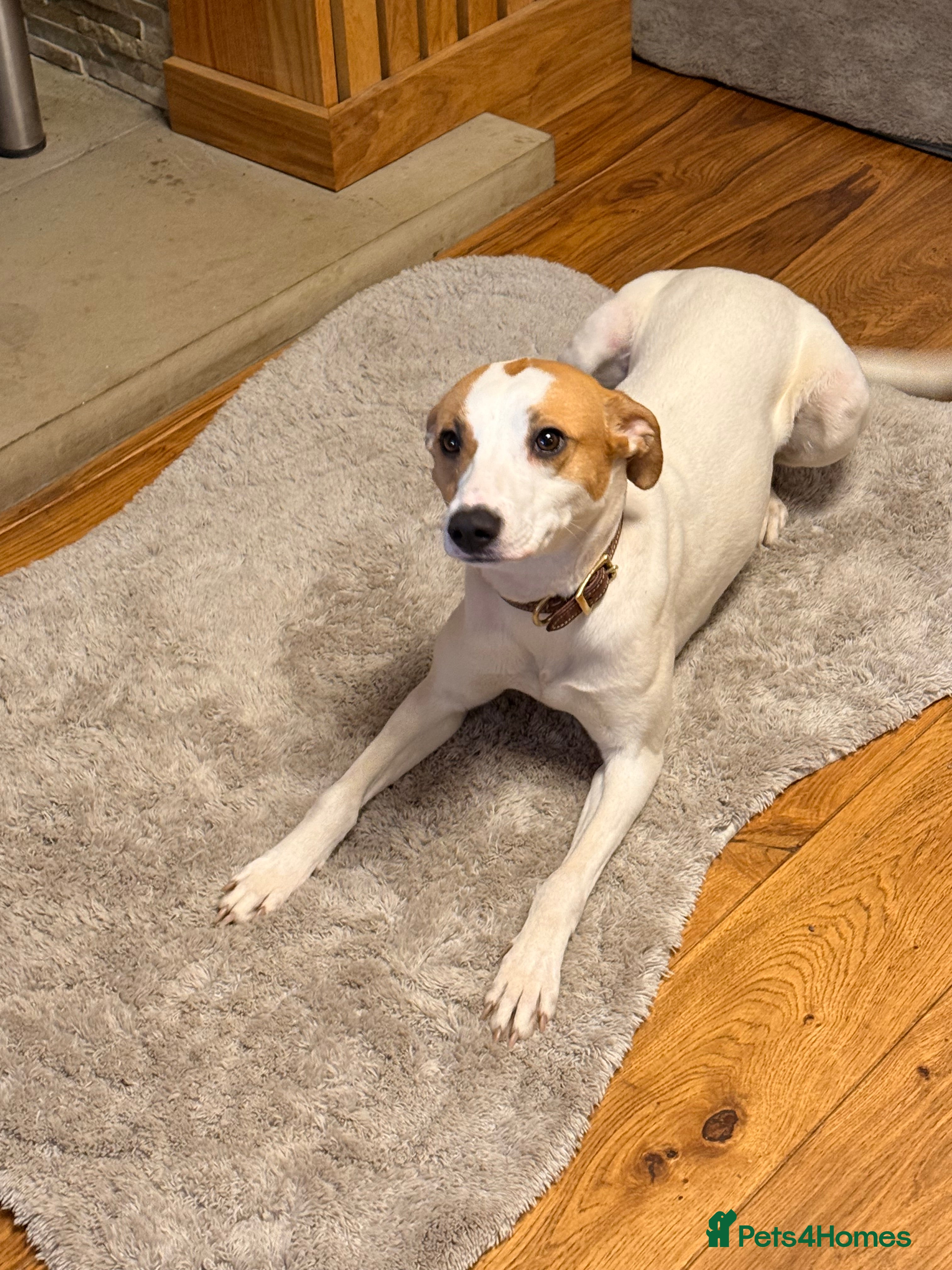 Lurcher dogs Bull x whippet girl in Colne - Advert 5