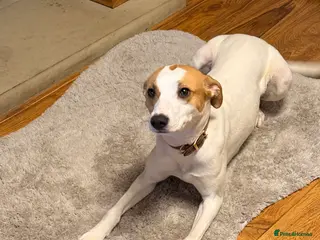 Lurcher dogs Bull x whippet girl in Colne - Advert 2