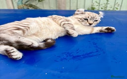 Savannah cats for sale: Breath taking wild looking girl  - Image 18