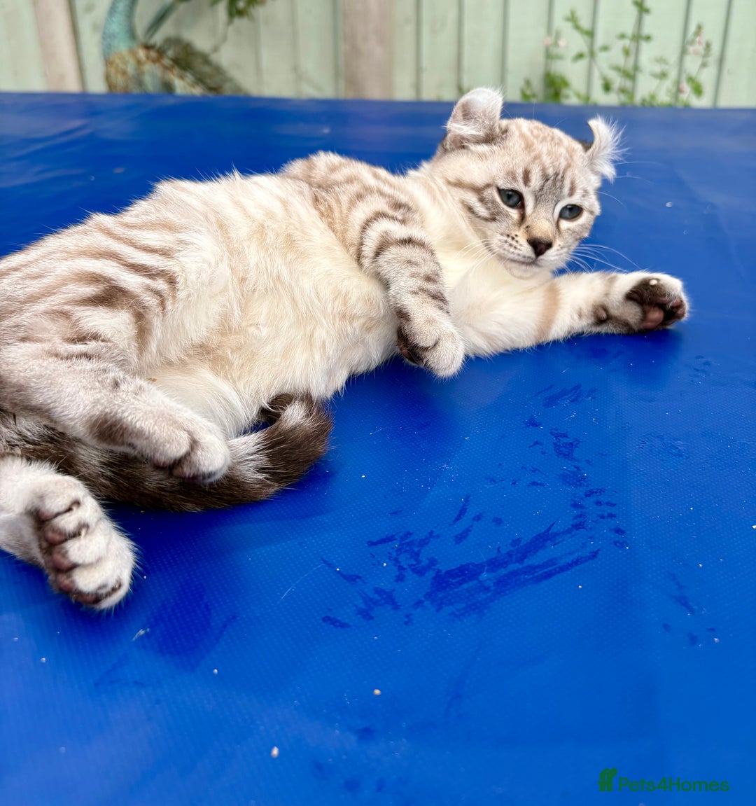 Savannah cats for sale: Breath taking wild looking girl  - Image 18