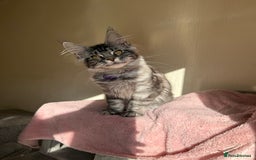 Maine Coon cats for sale: Pedigree GCCF Russian Import line Maine Coons - Image 18