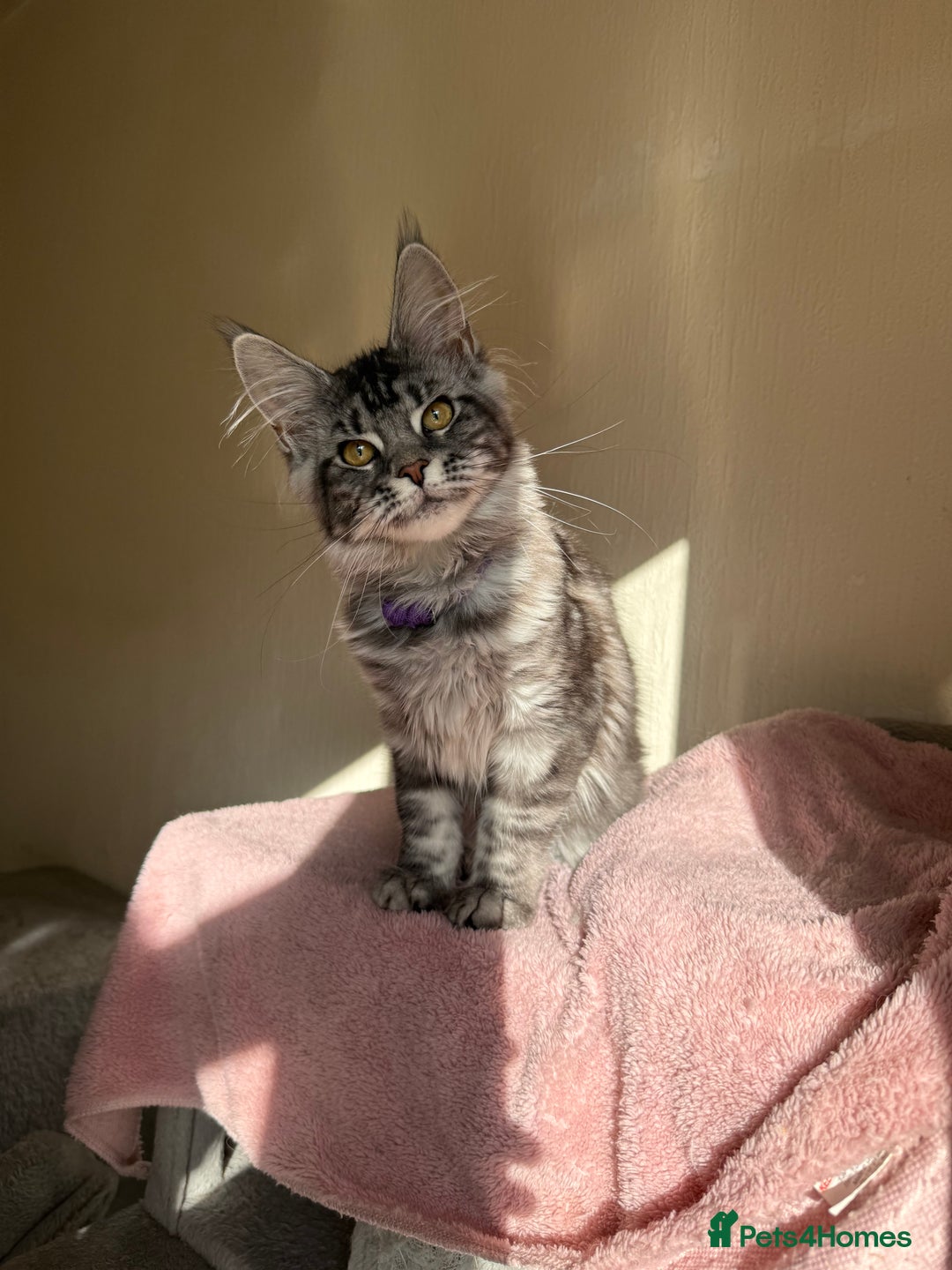 Maine Coon cats for sale: Pedigree GCCF Russian Import line Maine Coons - Image 18