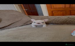 French Bulldog dogs for sale: Beautiful Frenchies - Image 5