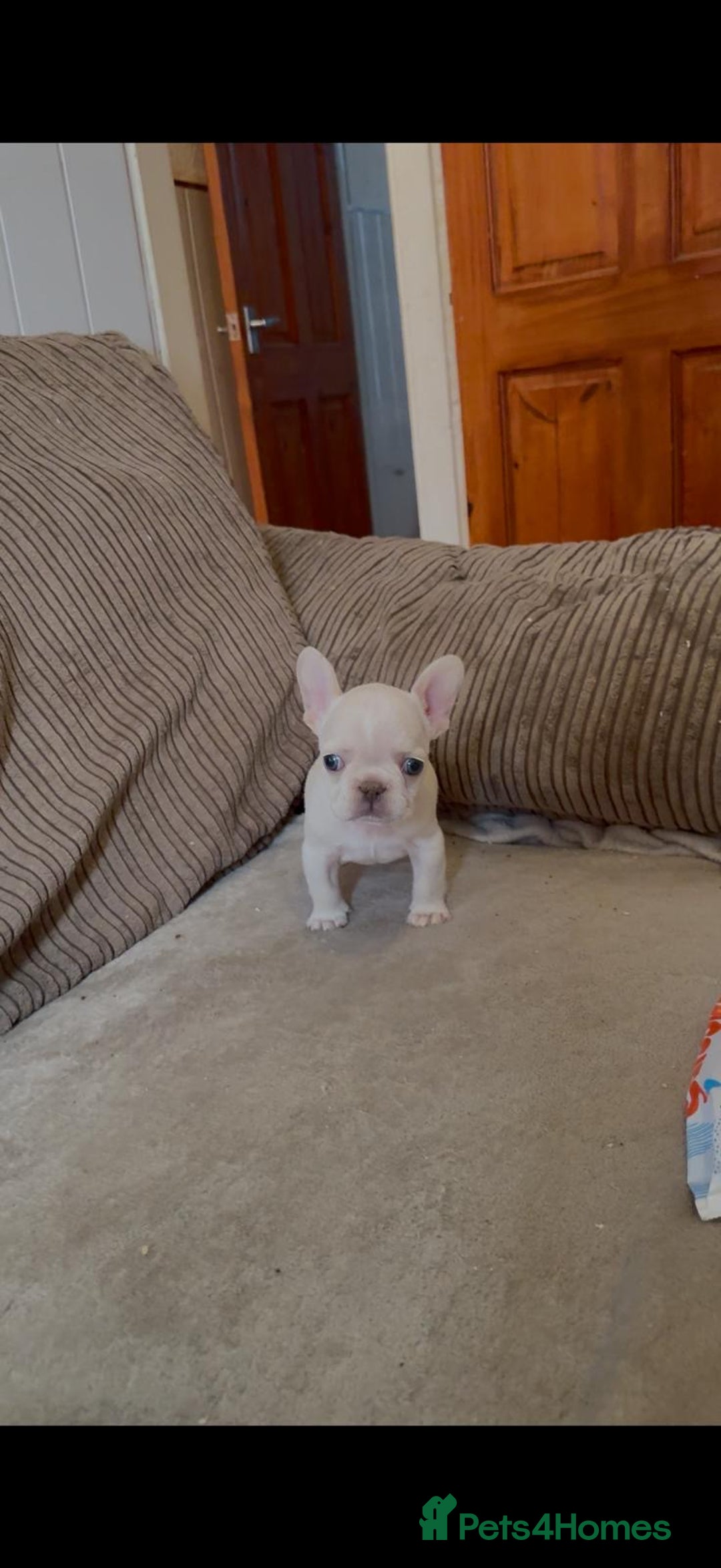 French Bulldog dogs for sale: Beautiful Frenchies - Image 5