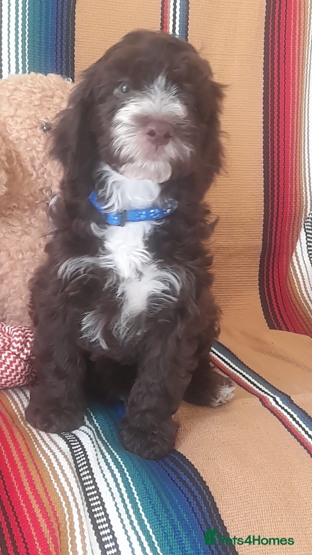 Cockapoo dogs Exceptional F1 cockapoo puppies  - Advert 1
